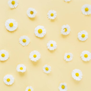 Sarı arka planda beyaz papatya çiçeği deseni. Düz konum, üst görünüm minimal çiçek bileşimi.