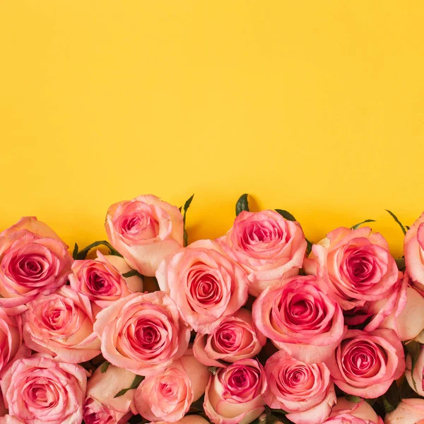 Plato Plano Rosa Rosa Brotes Flores Hojas Patrón Sobre Fondo — Foto de Stock