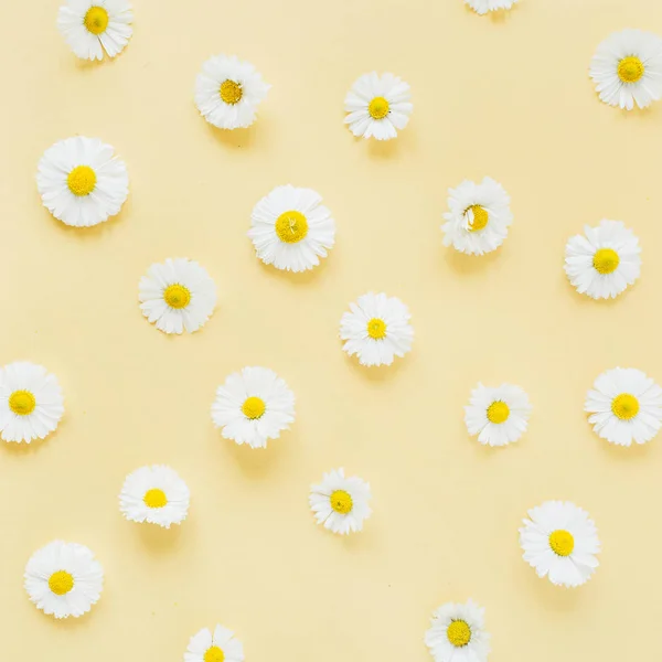 Padrão Flores Margarida Camomila Branca Fundo Amarelo Flat Lay Vista — Fotografia de Stock