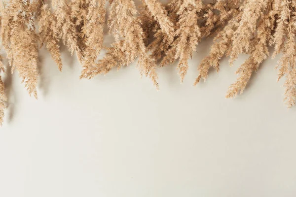 Reeds Folhagem Ramos Fundo Neutro Pastel Bege Flat Lay Top — Fotografia de Stock