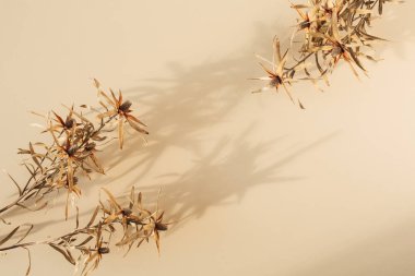 Pastel bej arka planda kuru çiçek dalları. Düz konum, üst görünüm çerçeve kenarı metin için boş kopya alanı ile.