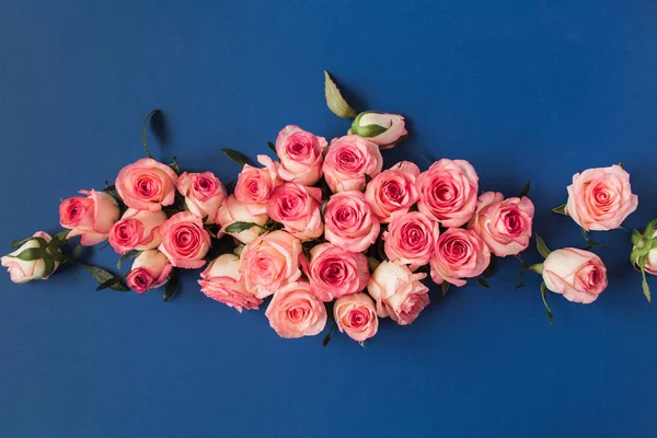 Platt Låg Ros Blomma Knoppar Blå Bakgrund Ovanifrån Minimal Blomsammansättning — Stockfoto