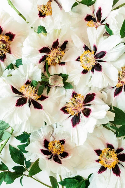 Padrão Flor Peônias Brancas Composição Dos Botões Florais — Fotografia de Stock