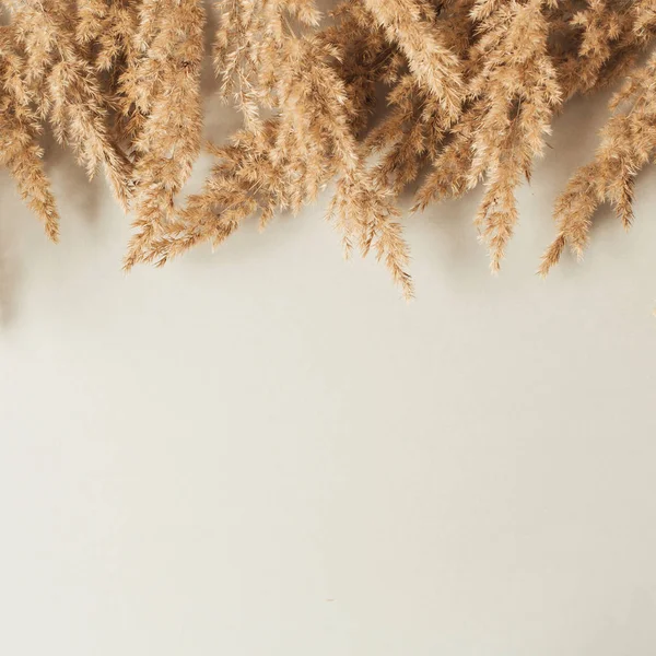 Liście Trzciny Gałęzi Neutralnym Pastelowym Beżowym Tle Płaska Ścianka Widok — Zdjęcie stockowe