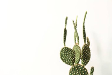 Beyaz arka planda yeşil kaktüs. Minimum çiçekli botanik bileşimi.