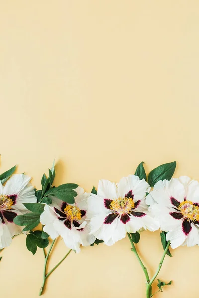 Белые Пионы Цветы Желтом Фоне Плоский Узор Вид Сверху Минимальная — стоковое фото
