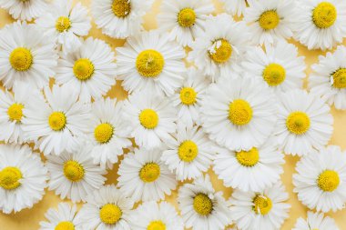 Sarı arka planda beyaz papatya çiçeği deseni. Düz konum, üst görünüm çiçek kompozisyonu.
