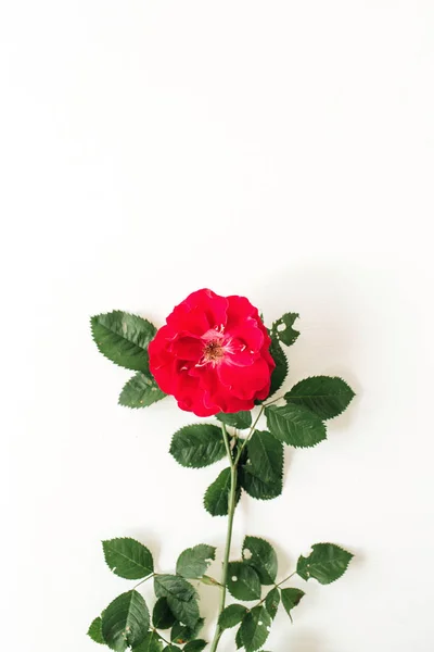 Flor Rosa Vermelha Colorida Fundo Branco Conceito Floral Mínimo — Fotografia de Stock