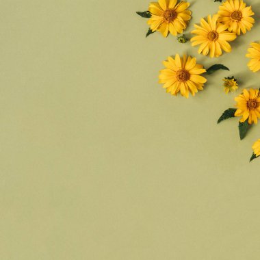 Düz sarı papatya çiçekleri yatıyordu. Üst görünüm.