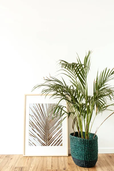 Tropische Palme Rattantopf Vor Dem Fotorahmen Pflanzen Minimales Modernes Raumkonzept — Stockfoto