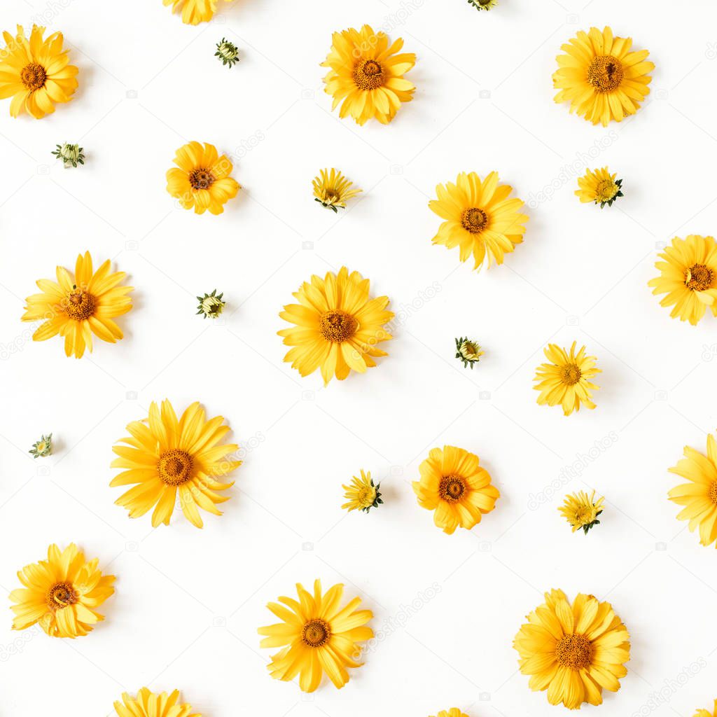 Flat lay yellow daisy flower buds pattern on white background. Top view floral texture.