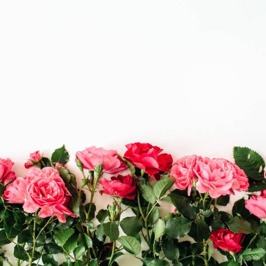 Beyaz arka planda renkli kırmızı ve pembe güller. Flatlay, üst görünüm çiçek kompozisyonu.