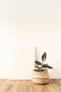 Home plant ficus in front of blank canvas. Mock up copy space.