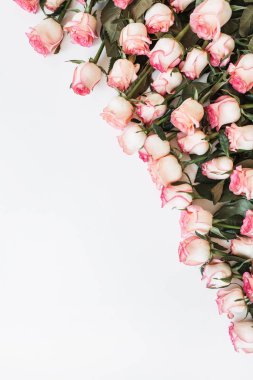 Beyaz arka planda pembe gül çiçekleri olan çiçek kompozisyonu. Düz yatış, üst görünüm.