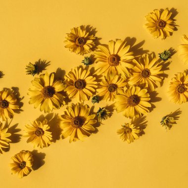 Sarı arka planda düz sarı papatya tomurcukları vardı. Üst görünüm.
