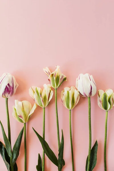 Tulipány Květiny Růžovém Pozadí Plochá Poloha Horní Pohled Minimální Květinové — Stock fotografie