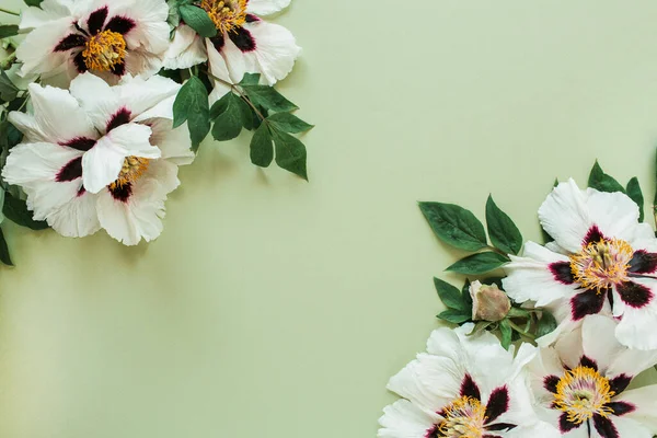 Frame Rand Van Witte Pioenrozen Bloemen Flat Lay Bovenaanzicht Minimale — Stockfoto