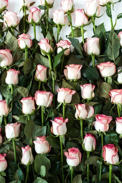 Κοντινό Πλάνο Ροζ Τριαντάφυλλα Μορφή Λουλουδιού — Φωτογραφία Αρχείου