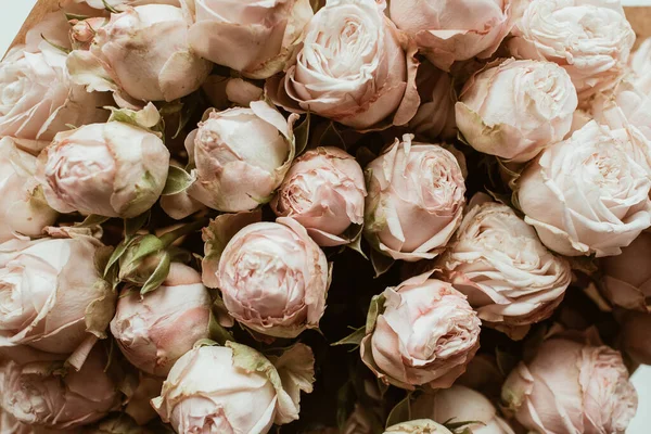 Κοντινό Πλάνο Του Παστέλ Ροζ Τριαντάφυλλο Μπουμπούκια Λουλουδιών Έννοια Φυλλώματος — Φωτογραφία Αρχείου