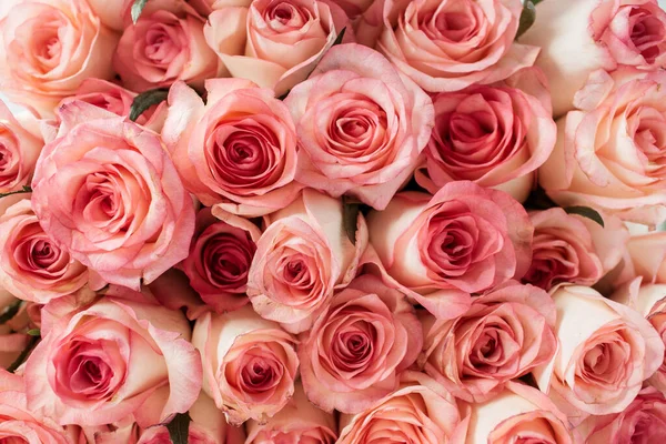 Primer Plano Rosas Rosadas Flores Brotes Patrón —  Fotos de Stock