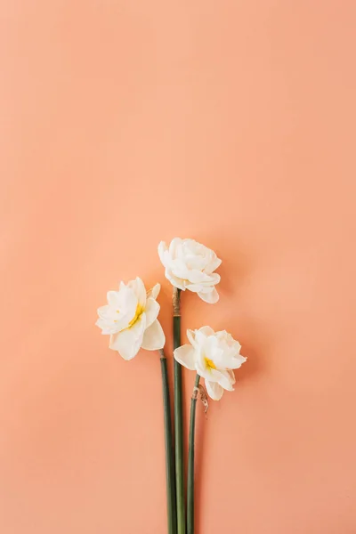 Букет Цветов Нарцисс Фоне Кораллового Персика Плоская Кладка Вид Сверху — стоковое фото