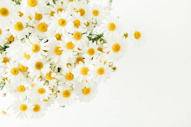 Beyaz arkaplanda papatya çiçekleri.