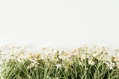 Beyaz arka planda papatya çiçekleri. Düz yatış, üst görünüm.