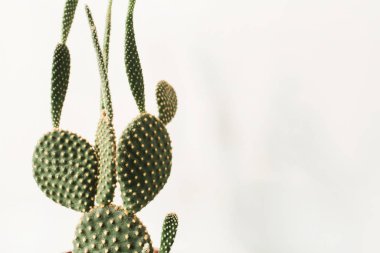 Beyaz arka planda yeşil kaktüs. Minimum çiçekli botanik bileşimi.