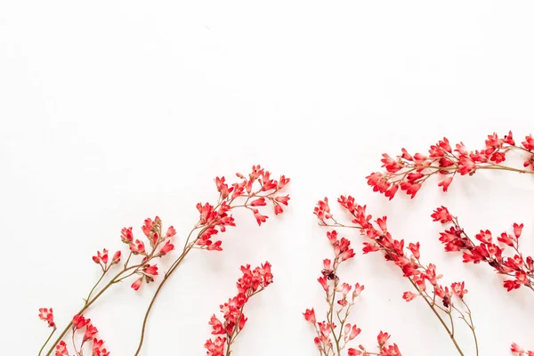 Rote Wildblumen Auf Weißem Hintergrund Flache Lage Draufsicht — Stockfoto