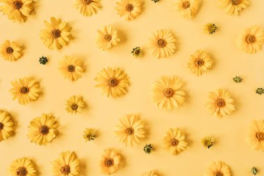 Düz sarı papatya tomurcukları sarı arka planda yatıyordu. Üst görünüm çiçek dokusu.