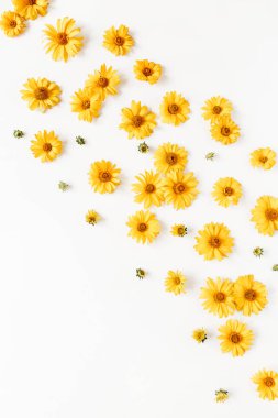 Düz sarı papatya çiçekleri beyaz arka planda yatıyordu. Üst görünüm.