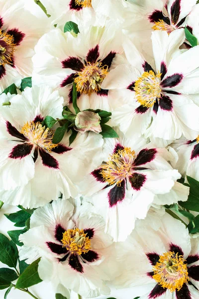 Padrão Flor Peônias Brancas Composição Fundo Floral — Fotografia de Stock