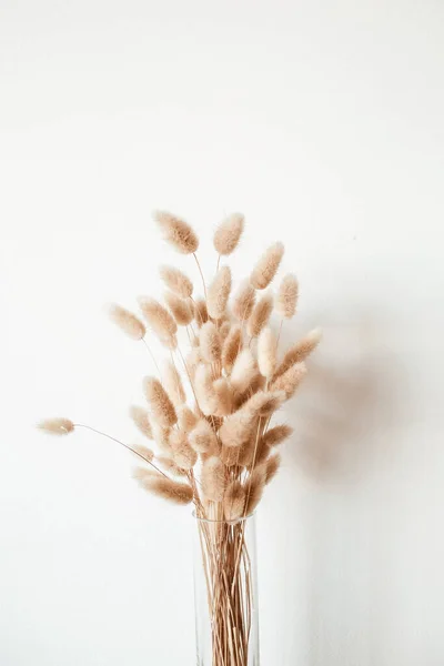 Fluffy tan pom pom plants bouquet in glass vase on white background. Styled floral minimal home interior design concept.