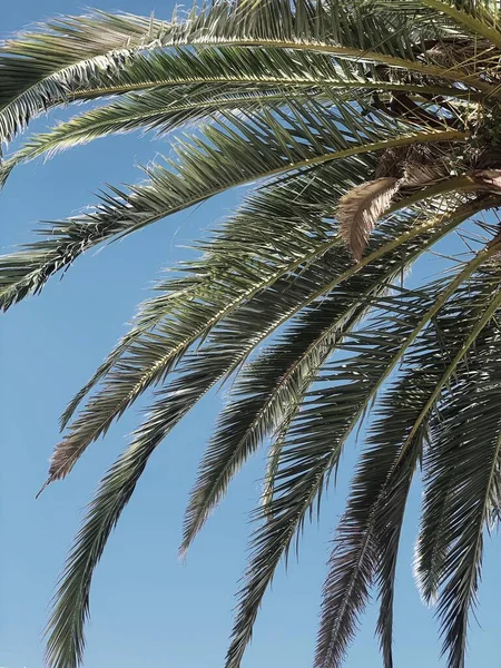 Hermosas Hojas Palma Exóticas Tropicales Contra Cielo Azul Viaje Concepto — Foto de Stock