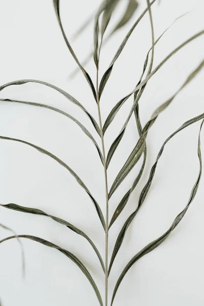 Stringy Pianta Verde Sfondo Bianco — Foto Stock