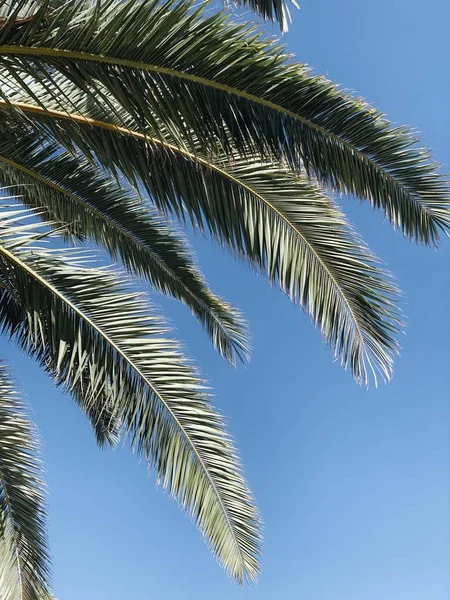 Hermosas Hojas Palma Exóticas Tropicales Contra Cielo Azul Viaje Concepto — Foto de Stock