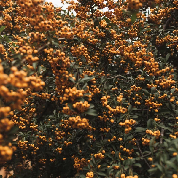 Floraler Herbst Hintergrund Oder Textur Bush Mit Herbst Beere Grüne — Stockfoto