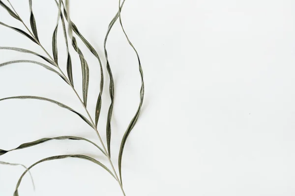 Close Van Stringy Groene Plant Witte Achtergrond Vlakke Lay Bovenaanzicht — Stockfoto