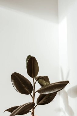 Beyaz arka planda yeşil kauçuk bitki. Ficus elastica robusta.