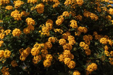 Sonbahar portakal çiçeklerinin çalısı. Çiçek arkaplan veya doku. 