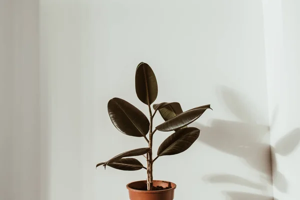 Primo Piano Ficus Pianta Gomma Vaso Fiori Sfondo Bianco Concetto — Foto Stock