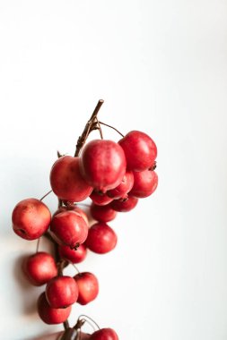 Beyaz arkaplanda renkli kırmızı böğürtlen dalı.