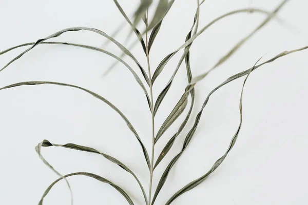 Stringy Groene Plant Witte Achtergrond — Stockfoto
