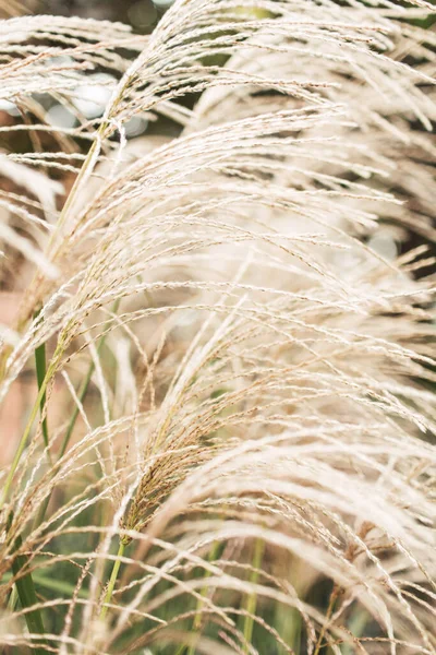 Natuurlijke Abstracte Achtergrond Droog Riet Gebogen Door Wind Goud Riet — Stockfoto