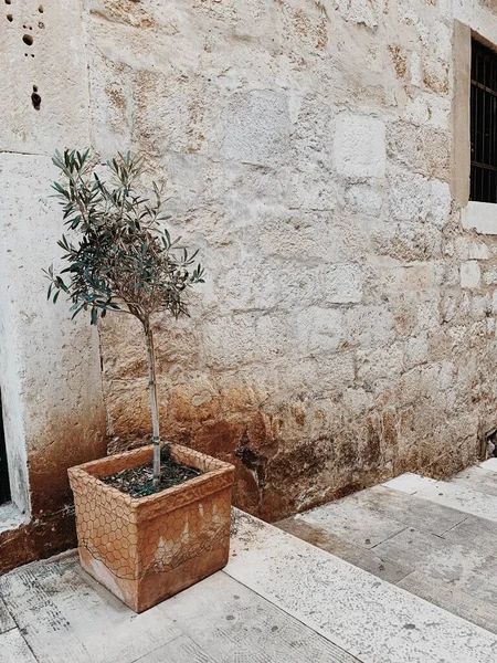 Olive Tree Terracotta Square Pot Cobblestone Wall Minimal Background — Stock Photo, Image
