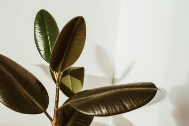 Beyaz arka planda yeşil kauçuk bitki. Ficus elastica robusta.