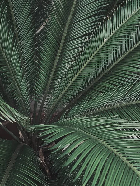 Trendigt Sommarmönster Gröna Tropiska Exotiska Palmblad Blommig Bakgrund — Stockfoto