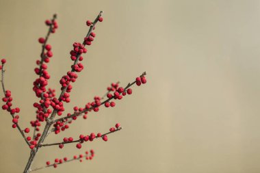 Tarafsız bej duvar arka planında kırmızı dut dalı.