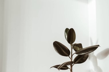 Beyaz arka planda yeşil kauçuk bitki. Ficus elastica robusta.