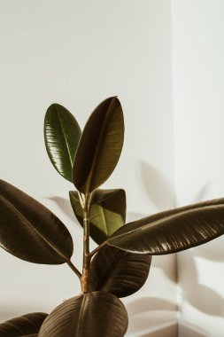 Beyaz arka planda yeşil kauçuk bitki. Ficus elastica robusta.